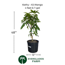 Kathy - K3 Mango Grafted Tree Fruit Trees 102-Zill High Performance Plants 4 feet & 7-gal