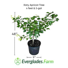 Katy Apricot Tree, Grafted 103-Pine Island Nursery 4 feet & 3-gal 