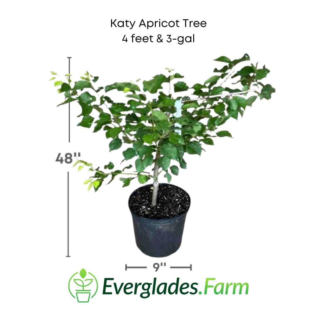 Katy Apricot Tree, Grafted 103-Pine Island Nursery 4 feet & 3-gal 