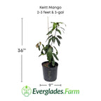 Keitt Mango Tree Grafted Fruit Trees 100-Carlos Tropical Fruits 2-3 feet & 3-gal