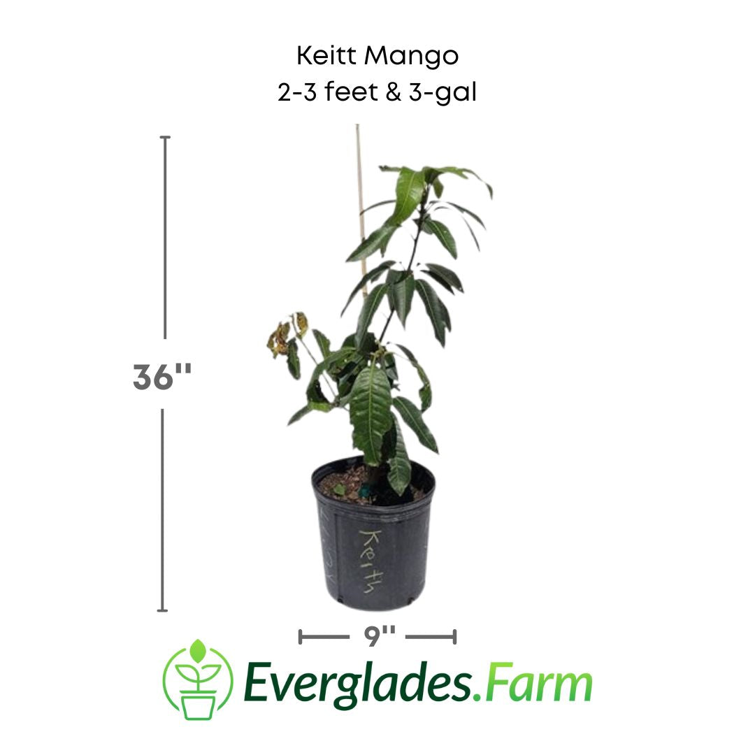 Keitt Mango Tree Grafted Fruit Trees 100-Carlos Tropical Fruits 2-3 feet & 3-gal