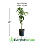 Kent Mango Tree Grafted Fruit Trees 100-Carlos Tropical Fruits 4 feet & 3-gal