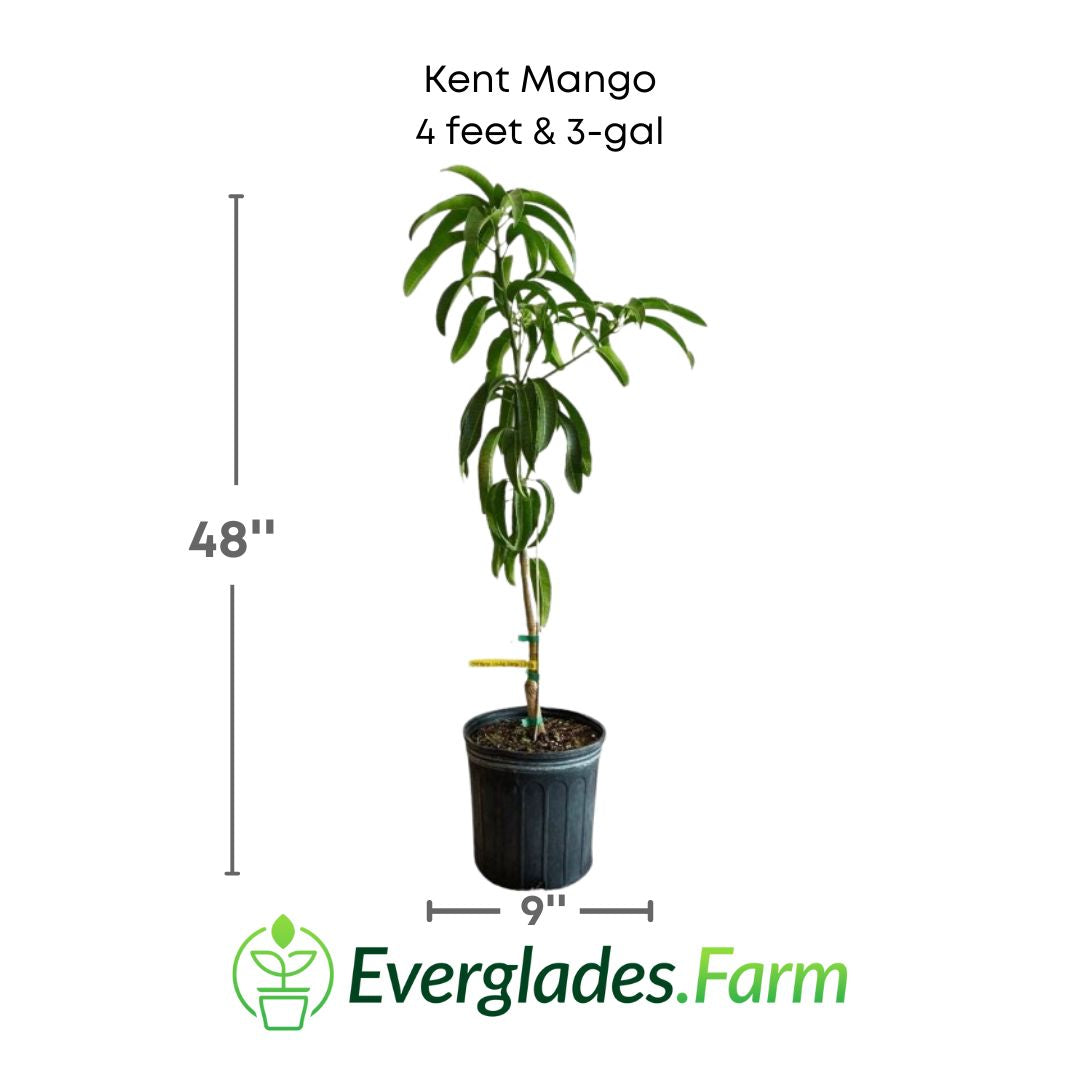 Kent Mango Tree Grafted Fruit Trees 100-Carlos Tropical Fruits 4 feet & 3-gal