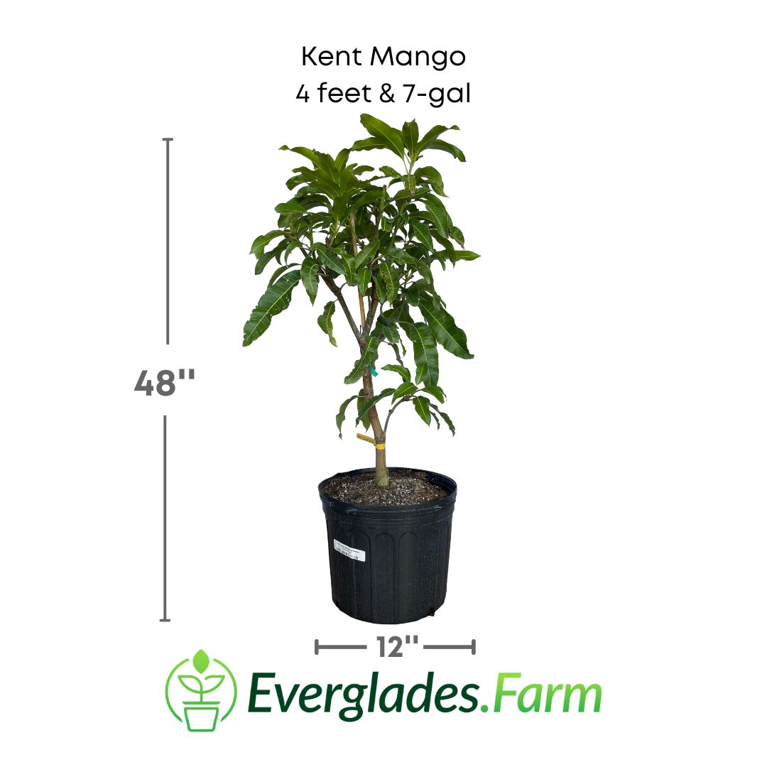 Kent Mango plant in a 7 gallon pot