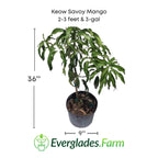Keow Savoy Mango, Grafted Tree Fruit Trees 102-Zill High Performance Plants 2-3 feet & 3-gal 