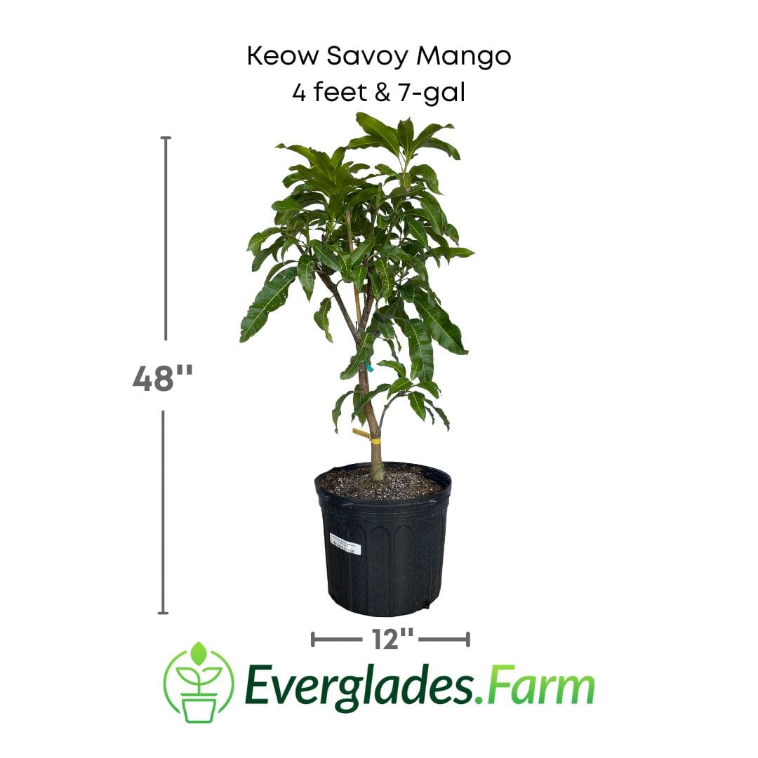 Keow Savoy Mango, Grafted Tree Fruit Trees 102-Zill High Performance Plants 4 feet & 7-gal 