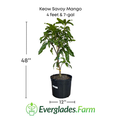 Keow Savoy mango plant in a 7 gallon pot