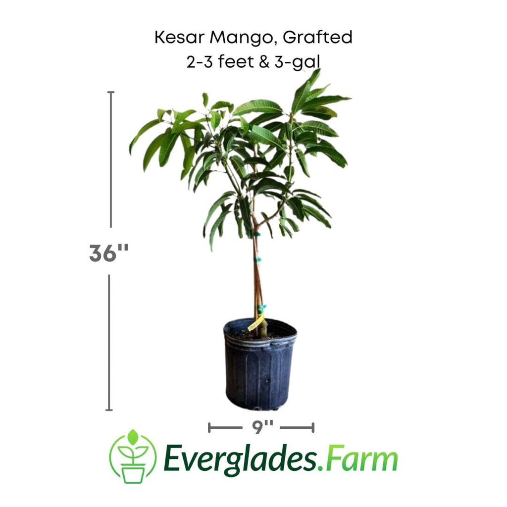 Kesar Mango, Grafted Tree Fruit Trees 102-Zill High Performance Plants 2-3 feet & 3-gal 