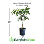 Kesar Mango, Grafted Tree Fruit Trees 102-Zill High Performance Plants 2-3 feet & 3-gal 