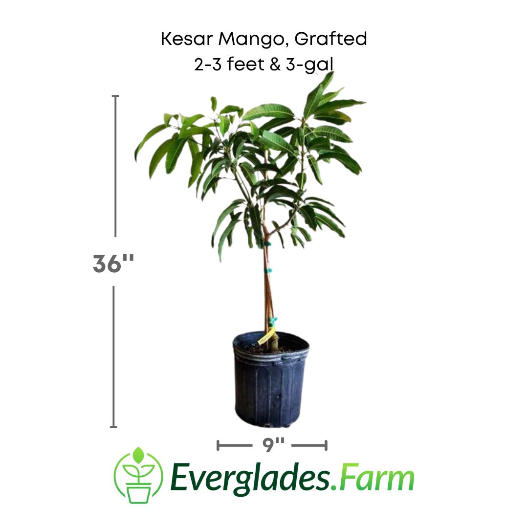 Kesar Mango plant in a 3 gallon pot