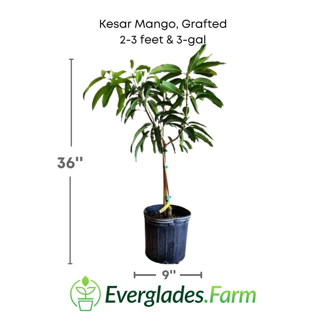 Kesar Mango, Grafted Tree Fruit Trees 102-Zill High Performance Plants 2-3 feet & 3-gal 