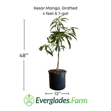 Kesar Mango, Grafted Tree Fruit Trees 102-Zill High Performance Plants 4 feet & 7-gal 