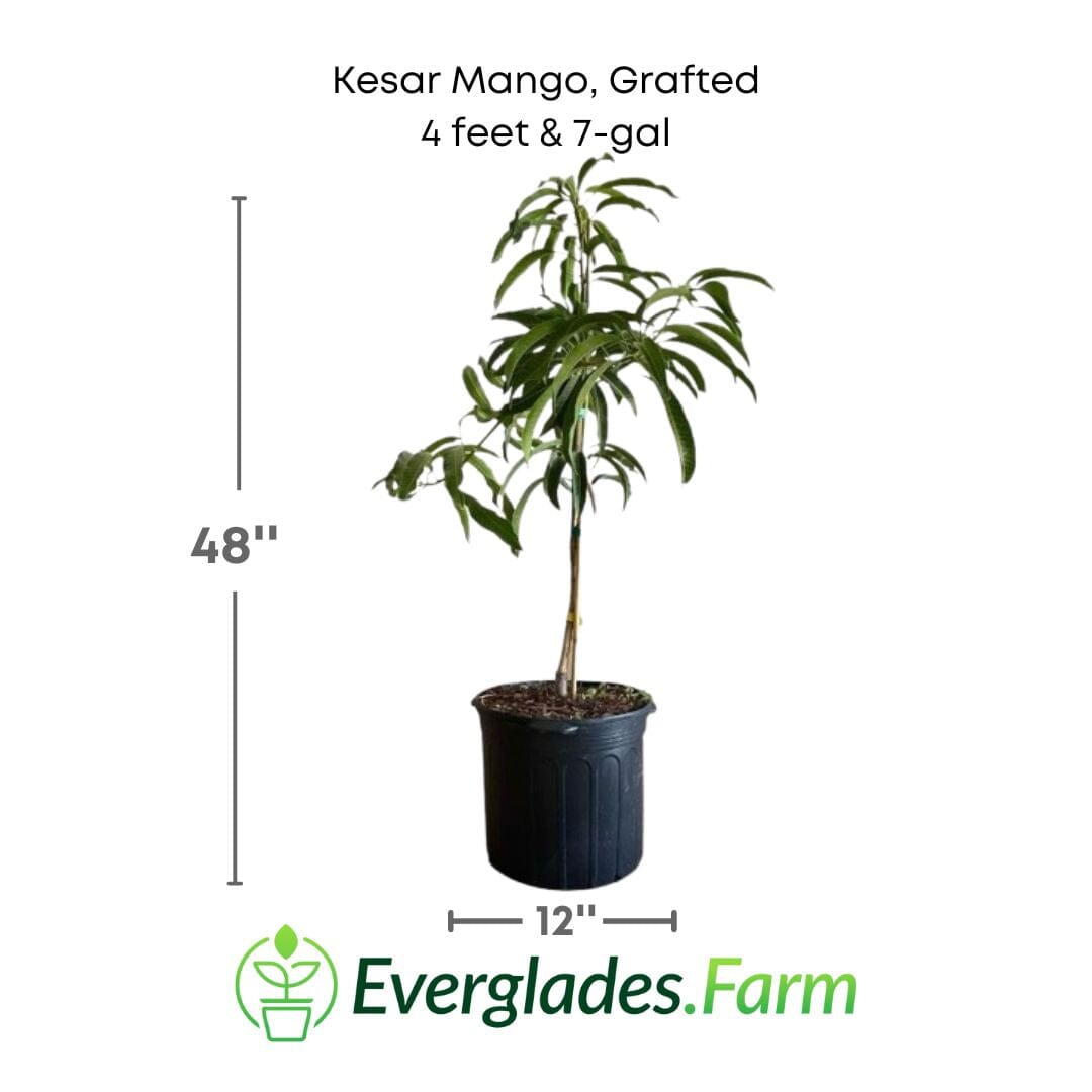 Kesar Mango, Grafted Tree Fruit Trees 102-Zill High Performance Plants 4 feet & 7-gal 