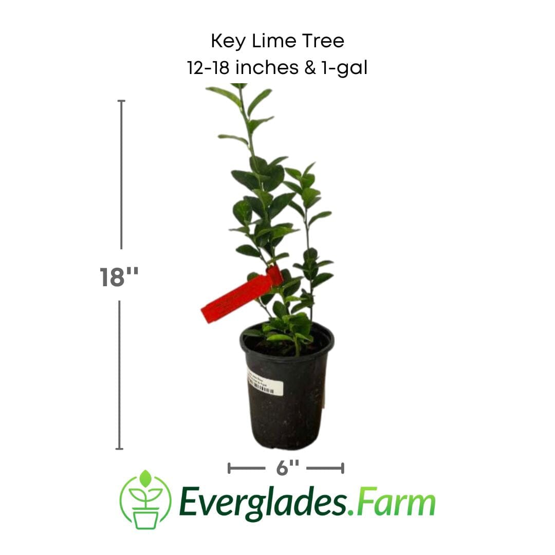 Key Lime Tree 113-Brite Leaf Citrus Nursery 24-30 inches & 1-gal 