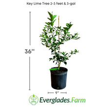 Load image into Gallery viewer, In addition to its gastronomic value, the key lime tree also has medicinal and aromatic properties. Its leaves and essential oils are used in natural treatments to relieve anxiety and stress.
