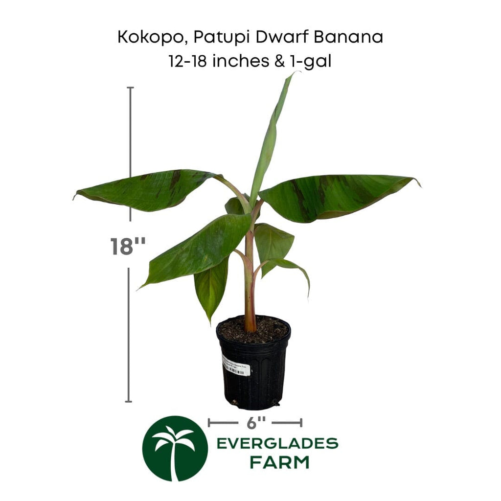 Kokopo, Patupi Dwarf Banana Plant 109-Going Bananas 12-18 inches & 1-gal 
