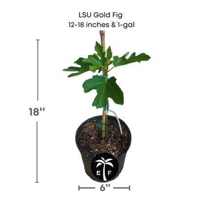 LSU Gold fig tree in a 1 gallon pot