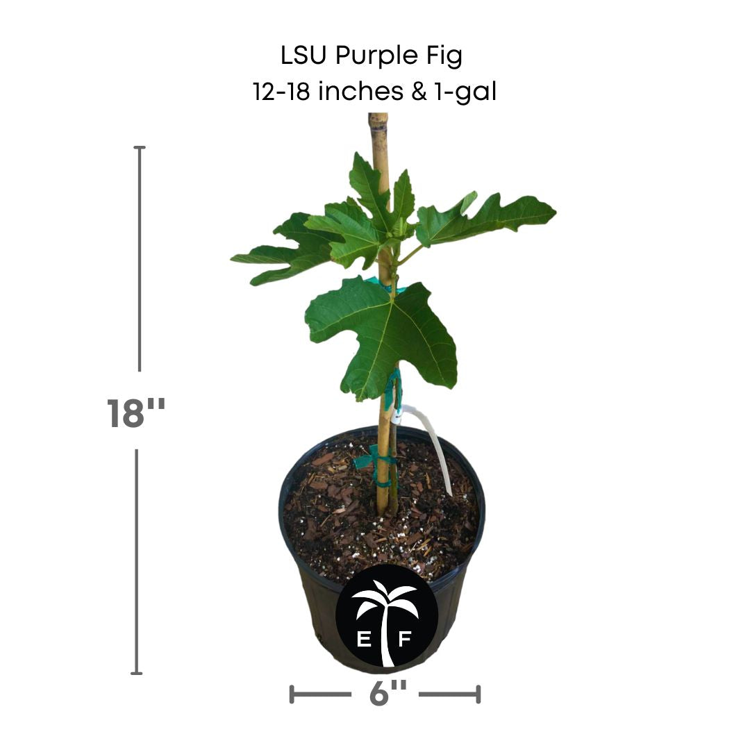 LSU Purple Fig tree in a 1 gallon pot