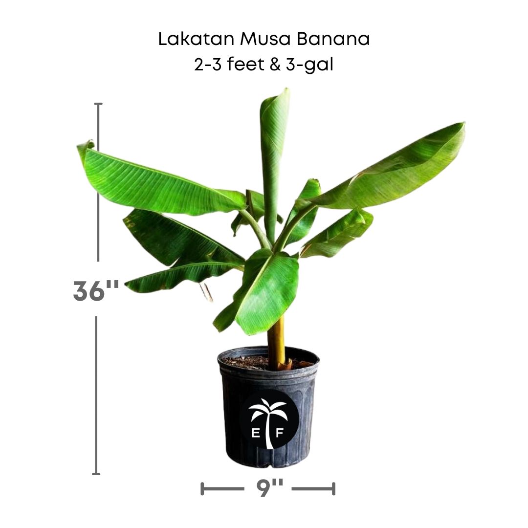 Lakatan Musa Banana plant in a 3 gallon pot