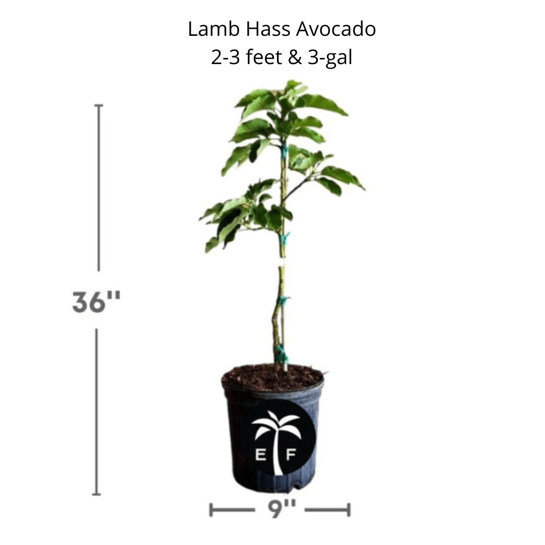 Lamb Hass Avocado Tree – Grafted, High-Yield, Late-Season, Compact Variety for Home Gardens Everglades Farm 2-3 feet & 3-gal 