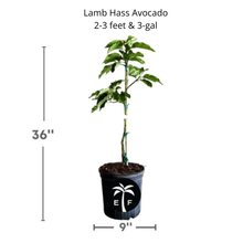 Lamb Hass Avocado Tree – Grafted, High-Yield, Late-Season, Compact Variety for Home Gardens Everglades Farm 2-3 feet & 3-gal 