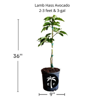 Lamb Hass Avocado Tree – Grafted, High-Yield, Late-Season, Compact Variety for Home Gardens