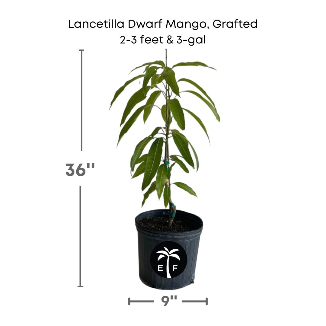 Lancetilla Dwarf mango plant in a 3 gallon pot