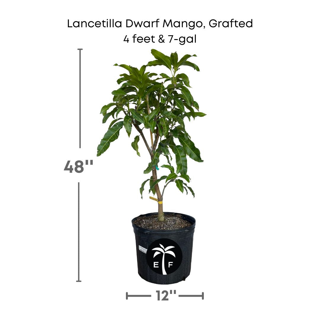 Lancetilla Dwarf Mango, Grafted Tree 103-Pine Island Nursery 4 ft & 7 gal 