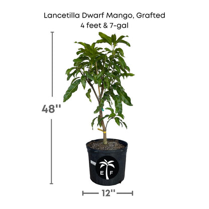 Lancetilla Dwarf Mango, Grafted Tree 103-Pine Island Nursery 4 ft & 7 gal 