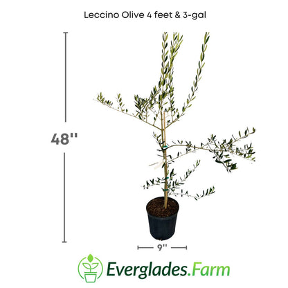 The majestic Leccino olive tree, with its elegant bearing and silvery leaves, is a symbol of tradition and flavor in Mediterranean culture.