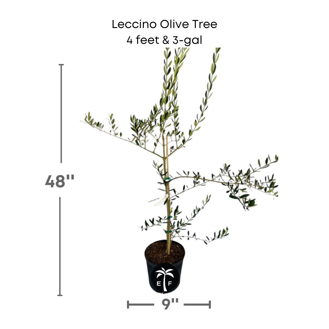 Leccino Olive tree in a 3 gallon pot and 4 feet