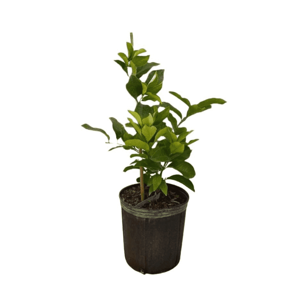 Eureka Lemon Tree Dwarf Grafted 113-Brite Leaf Citrus Nursery 