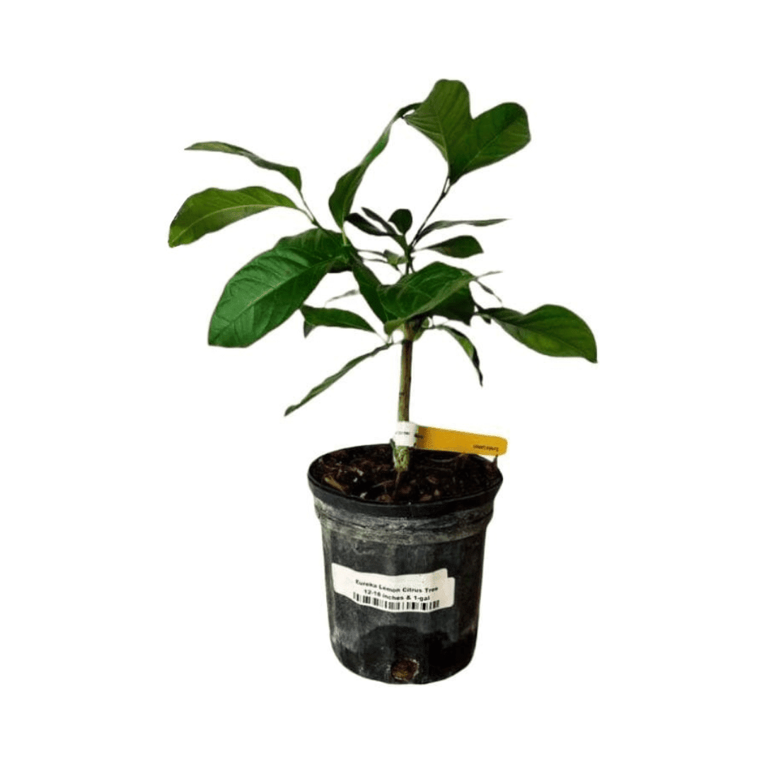 Eureka Lemon Tree Cutting | Rooted Citrus Plant | Indoor/Outdoor Fruit Tree Seedling 113-Brite Leaf Citrus Nursery 24-30 inches & 1-gal 