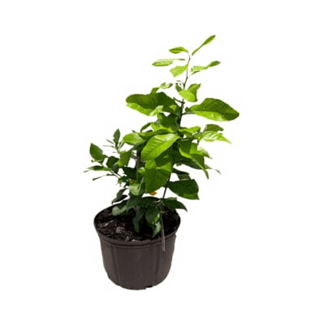 Eureka Lemon Tree Dwarf Grafted 113-Brite Leaf Citrus Nursery 3-4 feet & 3-gal 