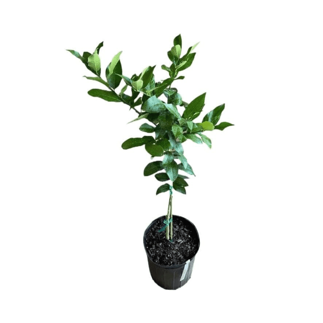 Eureka Lemon Tree Cutting | Rooted Citrus Plant | Indoor/Outdoor Fruit Tree Seedling 113-Brite Leaf Citrus Nursery 