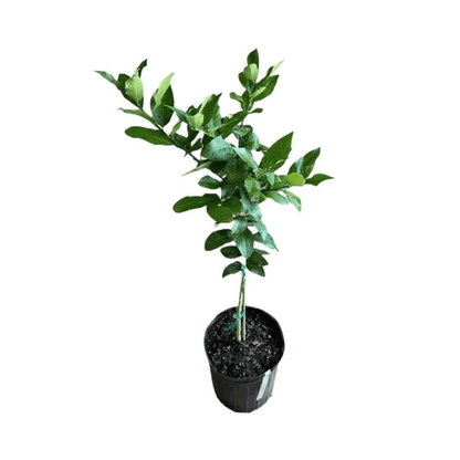 Eureka Lemon Tree Cutting | Rooted Citrus Plant | Indoor/Outdoor Fruit Tree Seedling 113-Brite Leaf Citrus Nursery 