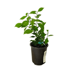 Pink Variegated Lemon Tree Grafted 113-Brite Leaf Citrus Nursery 