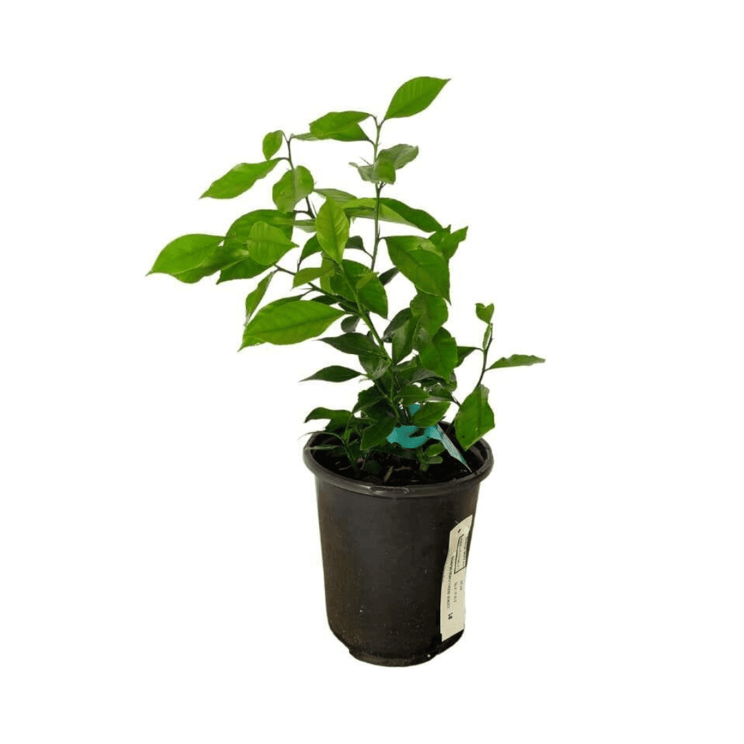 Pink Variegated Lemon Tree Grafted 113-Brite Leaf Citrus Nursery 