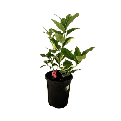 Pink Variegated Lemon Tree Grafted 113-Brite Leaf Citrus Nursery 3-4 feet & 3-gal 