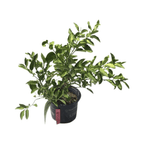 Key Lime Tree Grafted - Citrus Plant for Indoor/Outdoor Growing 113-Brite Leaf Citrus Nursery 