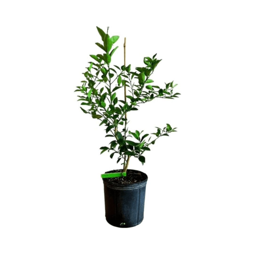 Key Lime Tree Grafted - Citrus Plant for Indoor/Outdoor Growing 113-Brite Leaf Citrus Nursery 3-4 feet & 3-gal 