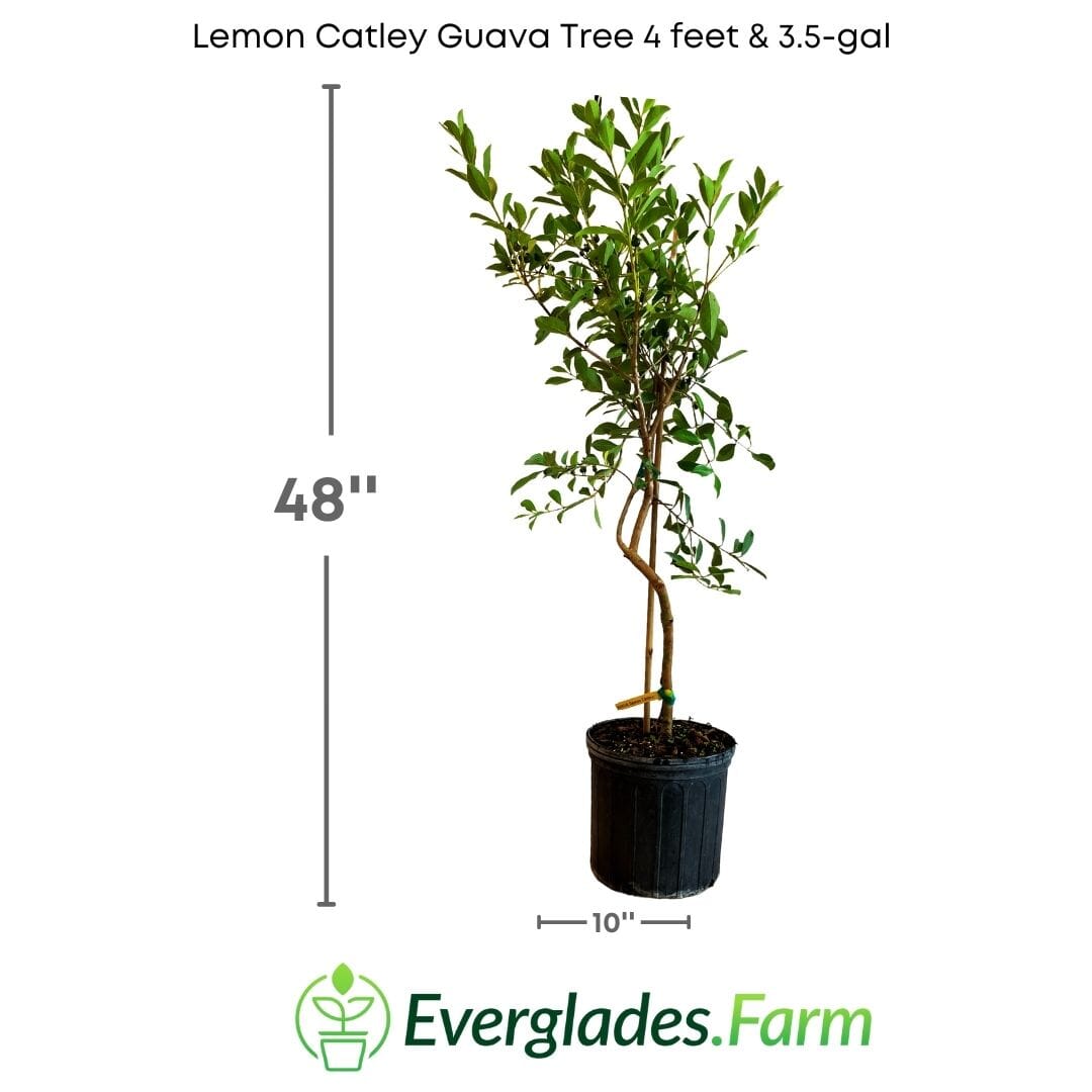 Lemon Catley Guava Tree Fruit Trees 102-Zill High Performance Plants 4 feet & 3.5-gal