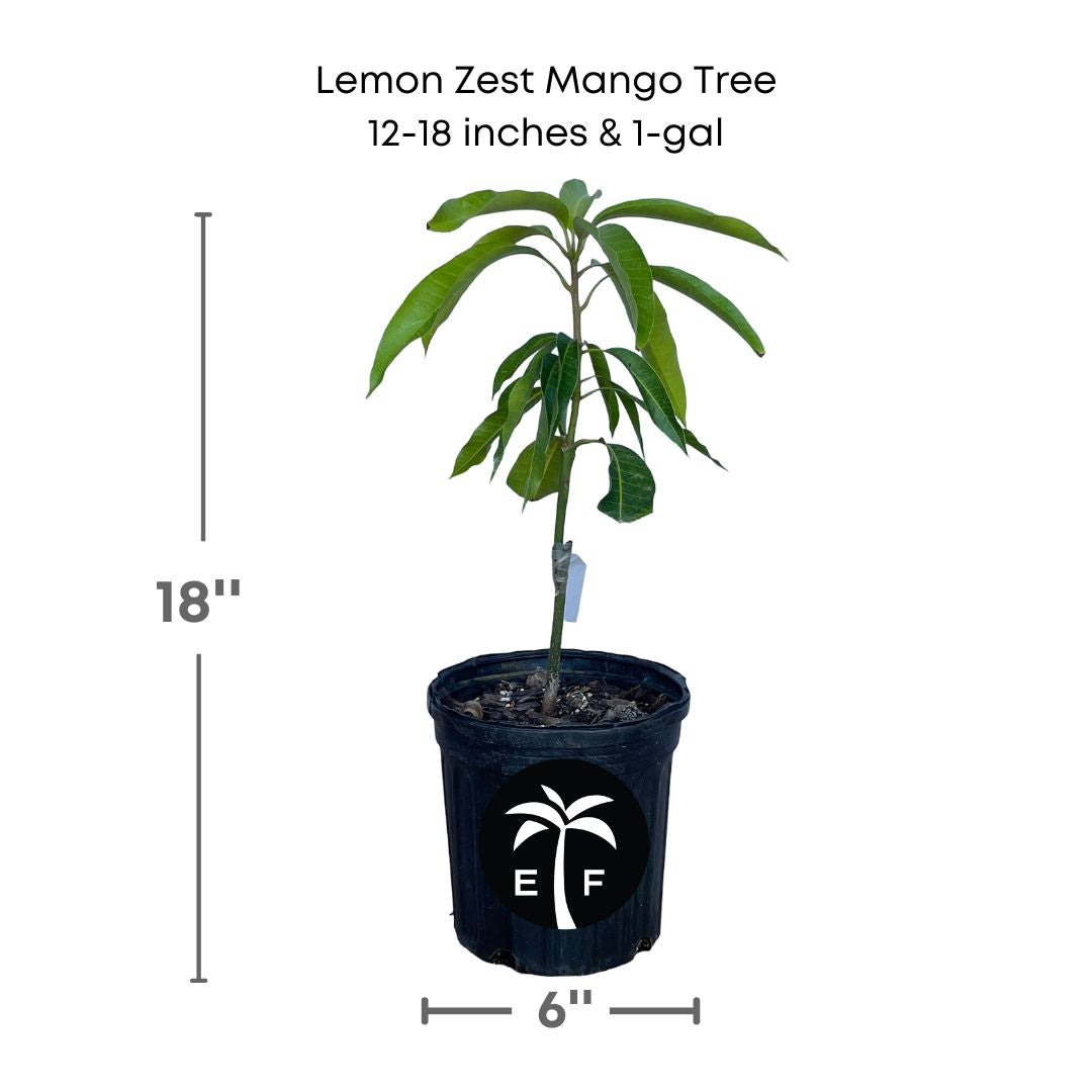 Lemon Zest Mango tree in a 1 gallon pot