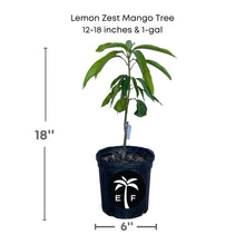 Lemon Zest Mango Tree, Grafted Fruit Trees 102-Zill High Performance Plants 12-18 inches & 1-gal 