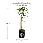 Lemon Zest Mango Tree, Grafted Fruit Trees 102-Zill High Performance Plants 2-3 feet & 3-gal 