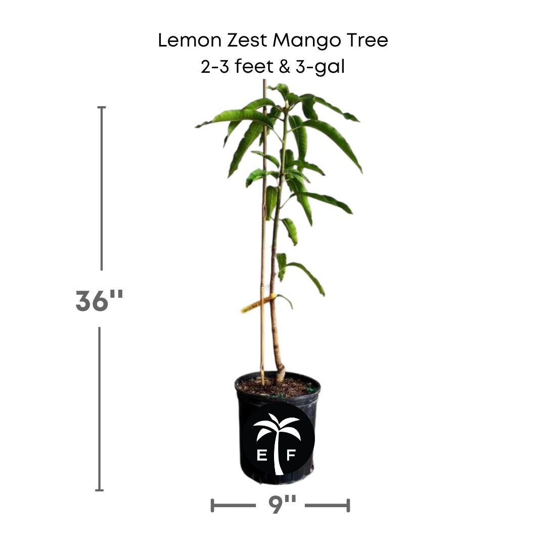 Lemon Zest Mango tree in a 3 gallon pot