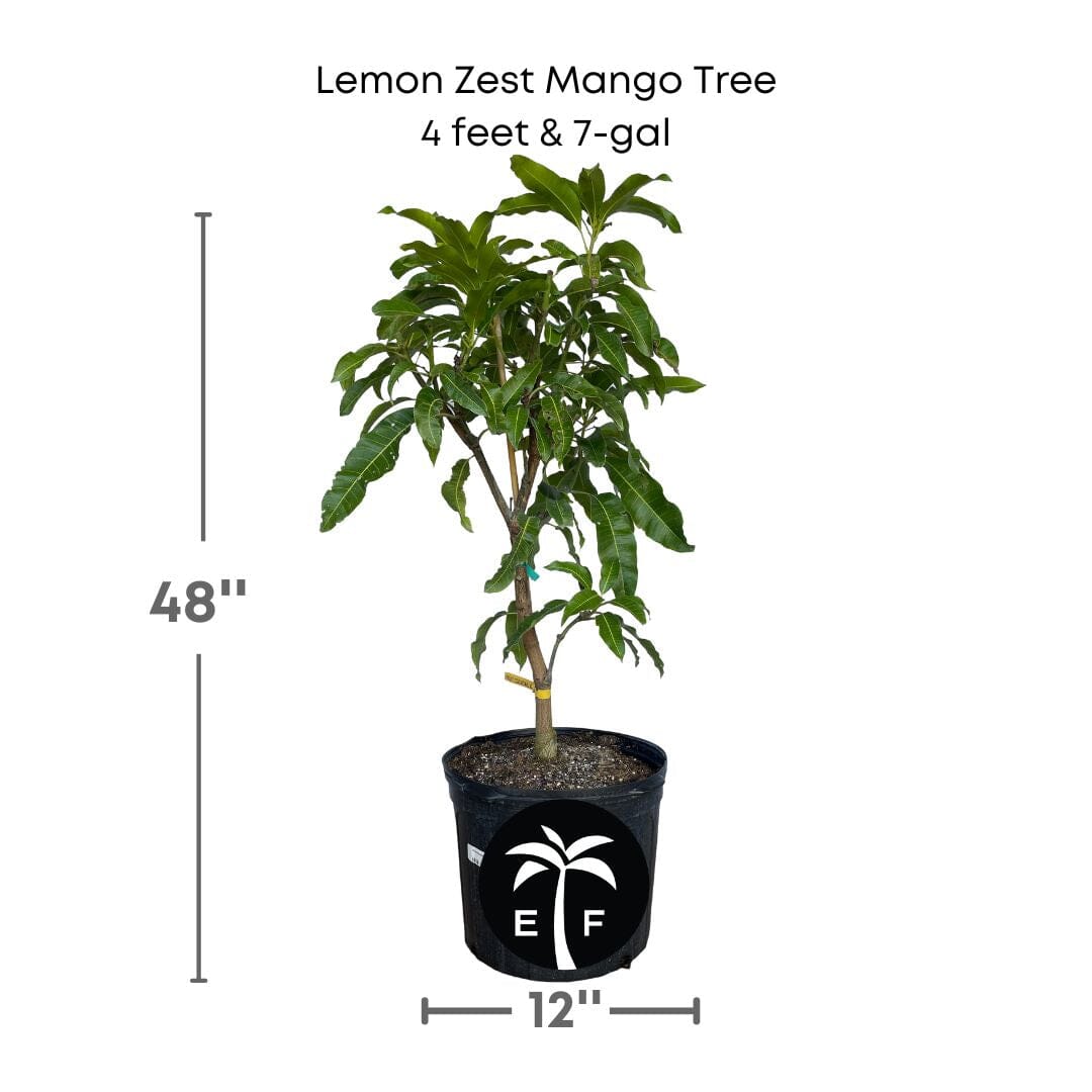 Lemon Zest Mango Tree, Grafted Fruit Trees 102-Zill High Performance Plants 4 feet & 7-gal 