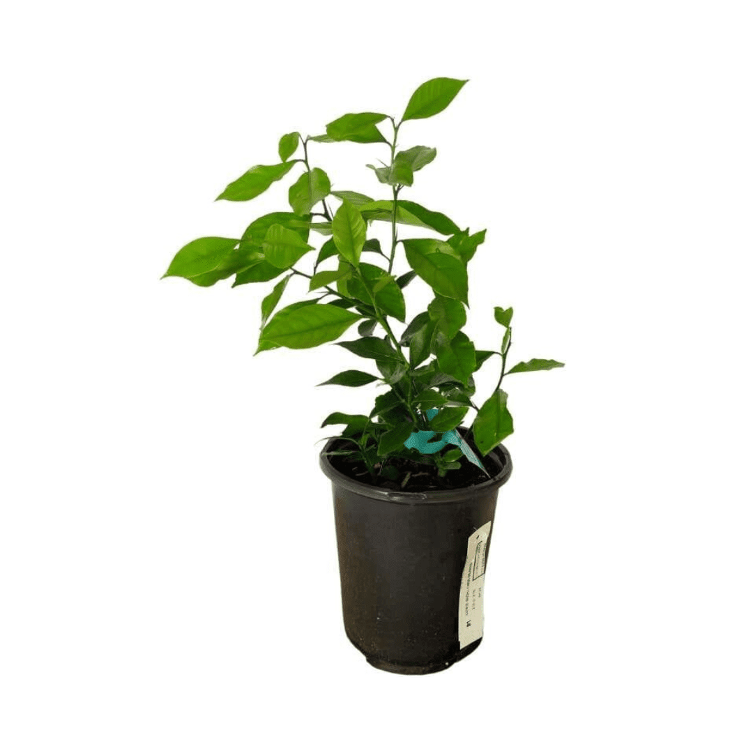 Eureka Lemon Tree Cutting | Rooted Citrus Plant | Indoor/Outdoor Fruit Tree Seedling 113-Brite Leaf Citrus Nursery 