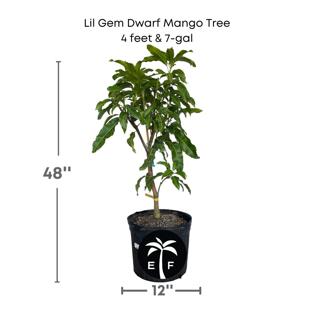 Lil Gem Dwarf Mango Tree, Grafted Fruit Trees 102-Zill High Performance Plants 4 feet & 7-gal 