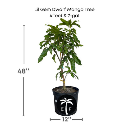 Lil Gem Dwarf Mango Tree, Grafted Fruit Trees 102-Zill High Performance Plants 4 feet & 7-gal 